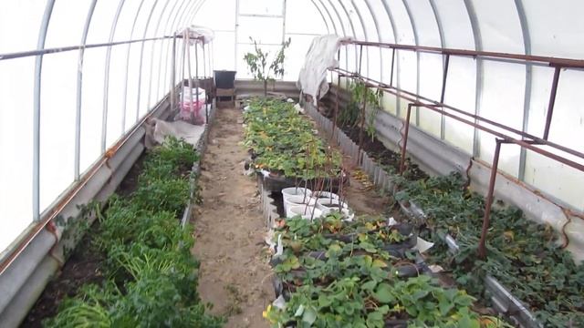 Как чувствует себя сладкий перец Оранжевый Лев в холодной теплице. смотреть онлайн