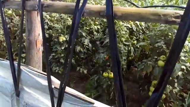 Хлорид кальция для томатов. смотреть онлайн