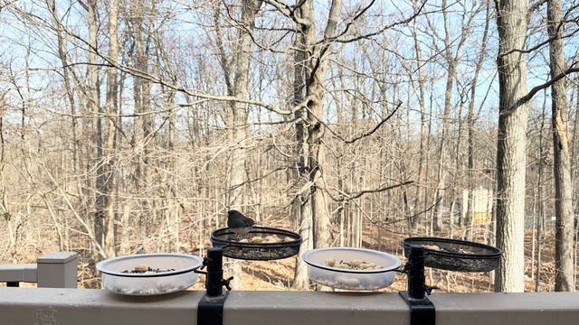 Bird Videos For Cats & Dogs 19 Minute Bird Watching ASMR Videos For Sleep #26 смотреть онлайн