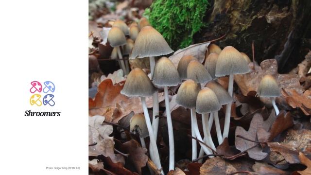 Mica cap (Coprinellus micaceus) | Scientific Mushroom Profile | Shroomers смотреть онлайн