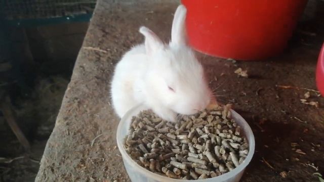 крольчата начинают кушать. смотреть онлайн