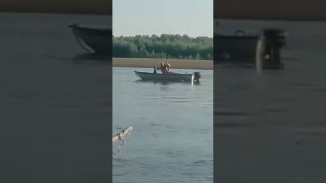 Рыбалка сом смотреть онлайн