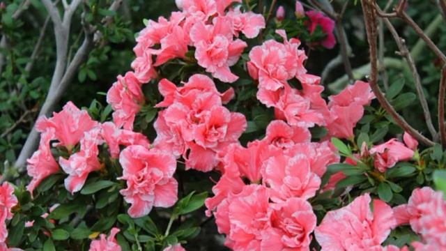 Волшебный сад цветов среди зимы.Цветение азалии и камелий. смотреть онлайн