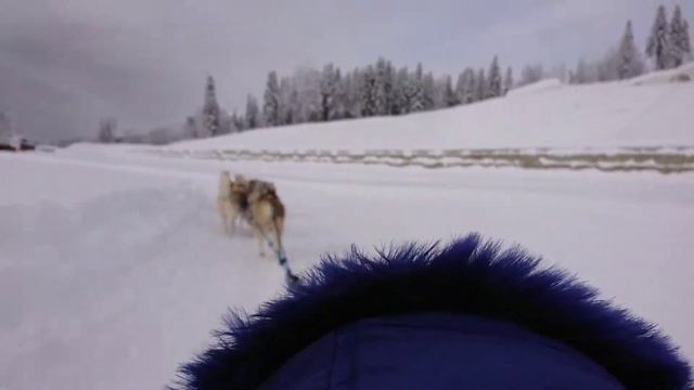 Собачья упряжка, хаски, Сочи, красная поляна! смотреть онлайн