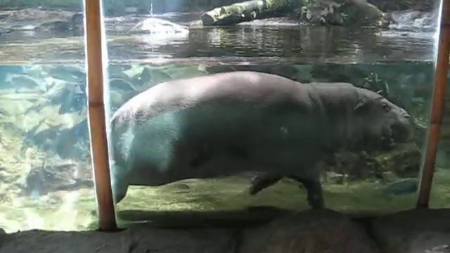 Подводный бегемот с паклей