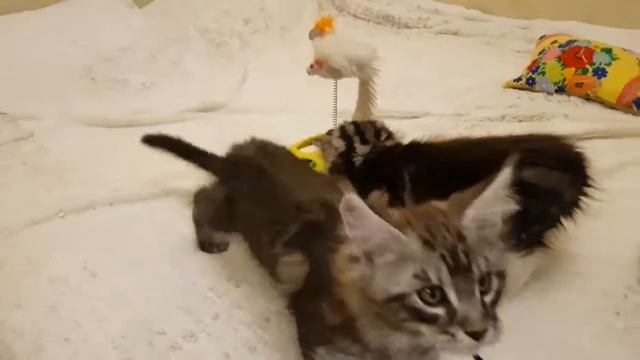 Котята 2,5 месяца смотреть онлайн