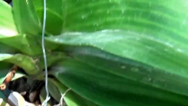 Моя Коллекция Ванд. Уход. И не только смотреть онлайн