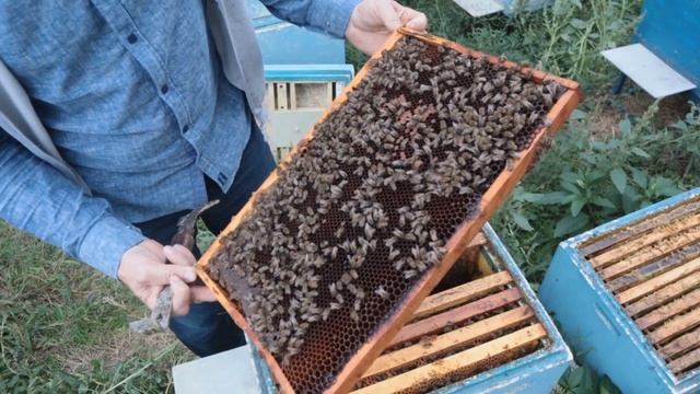 В чём разница между племенной и роевой маткой. смотреть онлайн