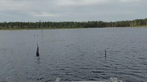 Обзор избы на берегу озера Пяозеро № 330