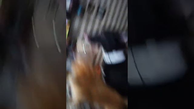 Смешные собаки. Собаки едят с ложки смотреть онлайн