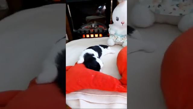 Щенок ши- тцу - мальчик смотреть онлайн