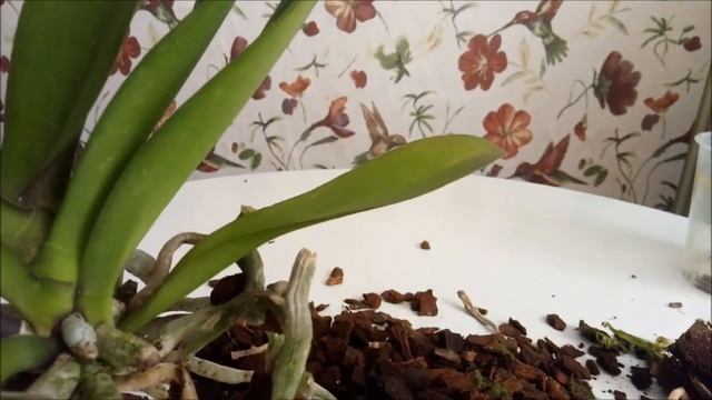 Пересадка цветущей орхидеи легко и просто))) смотреть онлайн