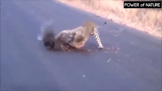 Леопард ПРОТИВ Дикобраза смотреть онлайн
