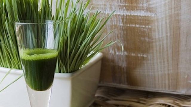 Лекарство у вас под ногами: Свойства пырея ползучего для здоровья смотреть онлайн