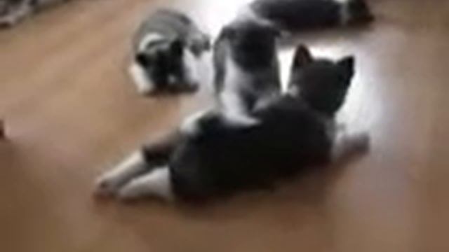 продажа американская акита щенки смотреть онлайн