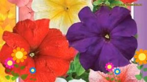 Петуния гибридная многоцветковая Серия «Горизонт» f1 смесь окрасок. Краткий обзор