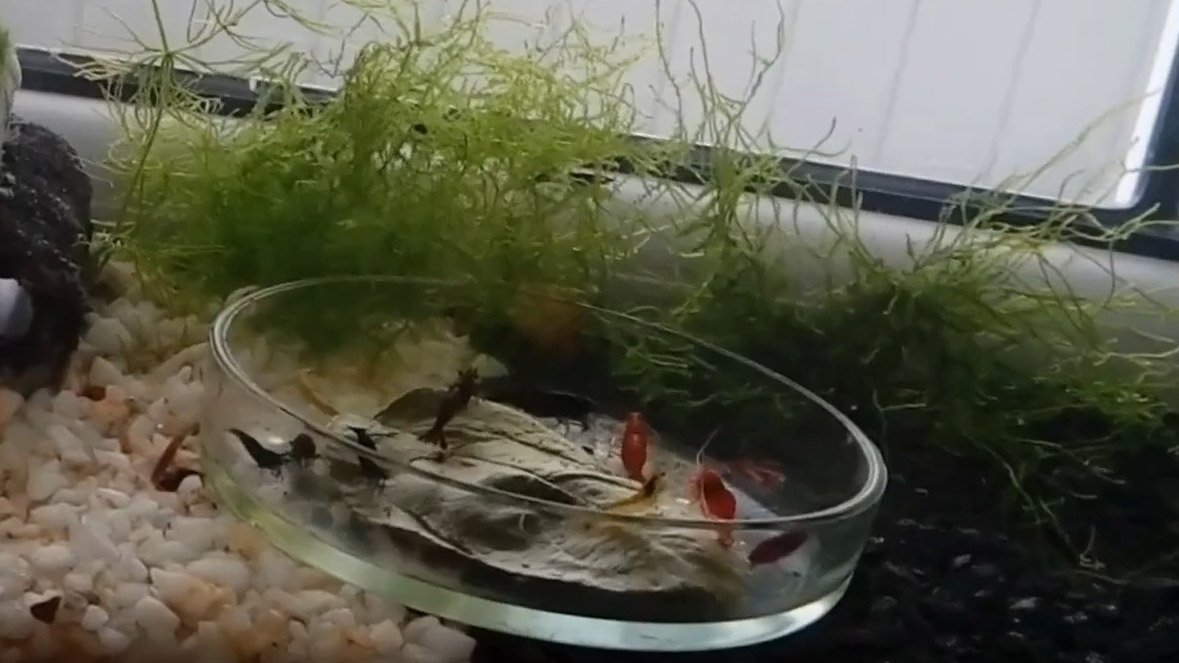 Кормим креветок листьями деревьев и крапивы - мои эксперименты (часть 1) смотреть онлайн