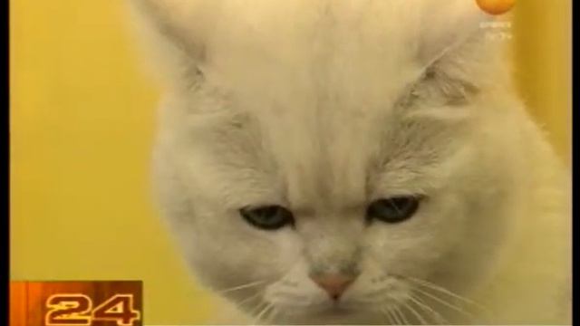 «Мохнатая» экзотика смотреть онлайн