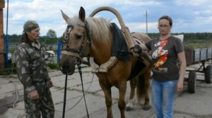 Дуга и супонь в русской упряжи. Как правильно затянуть дугу в упряжи