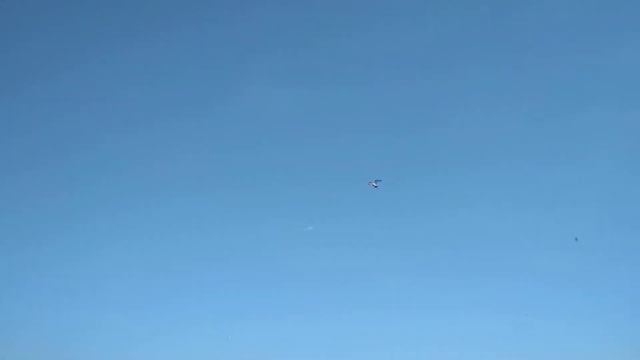 Большой кроншнеп. смотреть онлайн