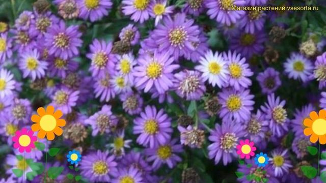 Астра агератовидная Эзо Мурасаки. Краткий обзор, описание aster ageratoides Ezo Murasaki смотреть онлайн