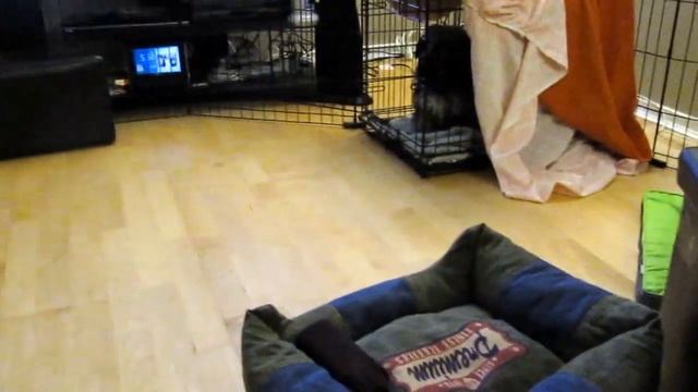Mochi the Havanese is learning the "Crate-Up" command смотреть онлайн