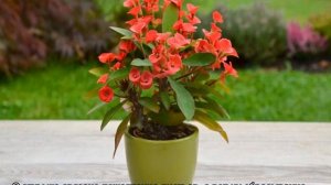 Цветок молочай Миля — как ухаживать дома