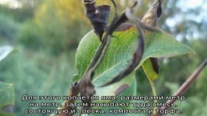 Яблоня Апорт