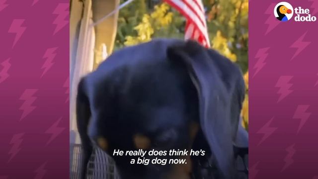 Dachshund's Family Builds Him A People-Watching Ramp | The Dodo Little But Fierce