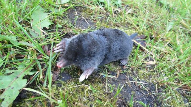 Читаем книгу "Мир животных" Крот. смотреть онлайн