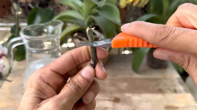 Ít Ai Nghĩ Đặt Nó Như Vậy Giúp Nhiều Cành Hoa Lan Mới Hồi Sinh Ngay смотреть онлайн