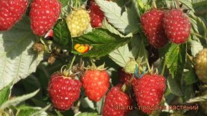 Малина ремонтантная Таганка (rubus idaeus) ? малина Таганка обзор: как сажать саженцы малины Таганк