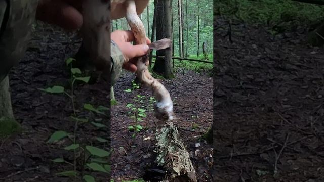 ШОК! НАШЕЛ САМЫЙ ДЛИННЫЙ ГРИБ В МИРЕ смотреть онлайн