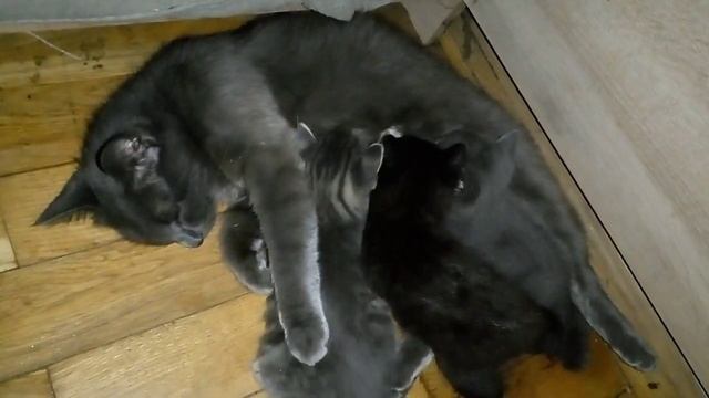 Котятам-1 месяц! Как котята пьют молоко! Кошка говорит мяу подписчикам! смотреть онлайн