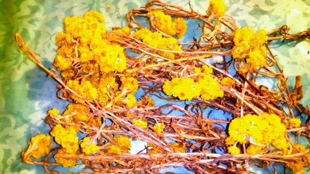 ЖЕЛЧНЫЙ, ПЕЧЕНЬ, ЖЕЛУДОК, ФИБРОМИОМУ, ГЕЛЬМИНТОЗ - ЛЕЧИТ ПЕСЧАНЫЙ БЕССМЕРТНИК. НАРОДНАЯ МЕДИЦИНА. смотреть онлайн