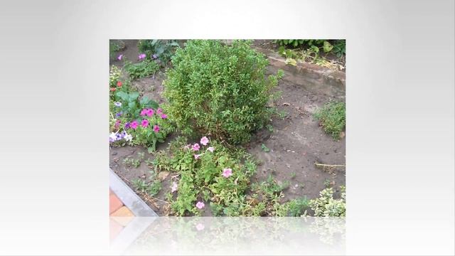 Вот моя "деревня", вот мой двор родной - лето! смотреть онлайн