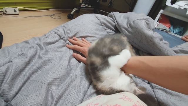 What's the Behavior of a Cat that is Obsessed with Human? смотреть онлайн