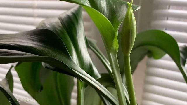 ЭУХАРИС - «Амазонская лилия» ? Несложный уход в домашних условиях Цветение моего Эухариса смотреть онлайн