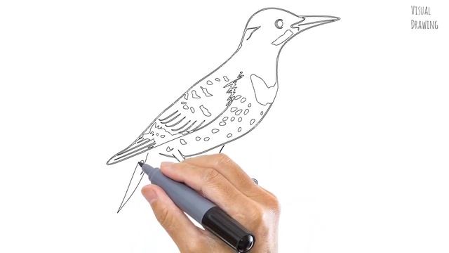 Northern Flicker Bird Sketch Drawing Easy, How To Draw Simple Northern Flicker Cartoon Step by Step смотреть онлайн