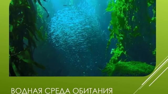 Природоведение 5 класс Среда обитания организмов наземно воздушная и водная смотреть онлайн