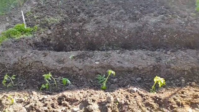 Ейск?Ремонт. Зеркало. Бра. Ванная комната почти готова... Огород . Высаживаем помидоры. смотреть онлайн