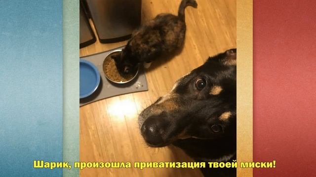 Этому коту невозможно отказать! Всё благодаря удачному трюку! + Подборка смешных котиков! смотреть онлайн