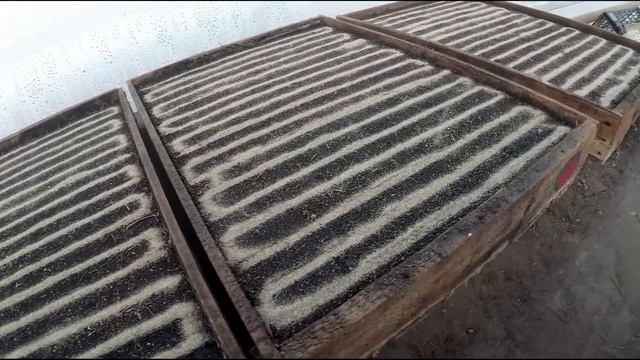 Правильный посев петунии