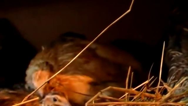 Домашняя ферма Перепела смотреть онлайн