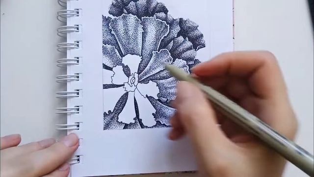 Pen and ink drawing | Botanical drawing | Dotwork | Succulent | Рисование точками смотреть онлайн