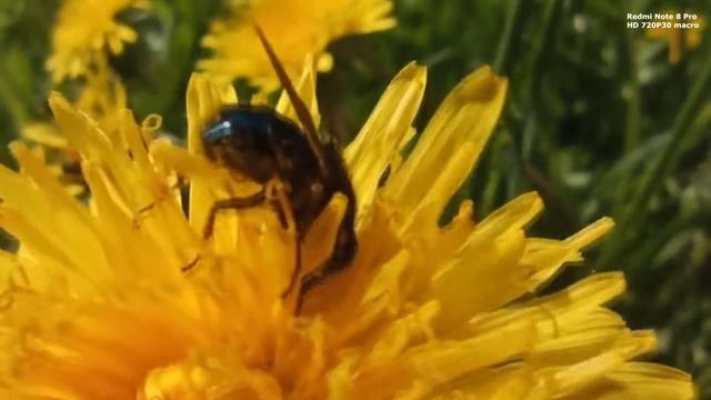 Redmi Note 8 pro macro (small version) смотреть онлайн