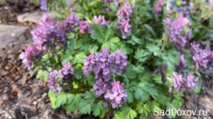 Весенняя радость. Хохлатка плотная -  растение эфемероид