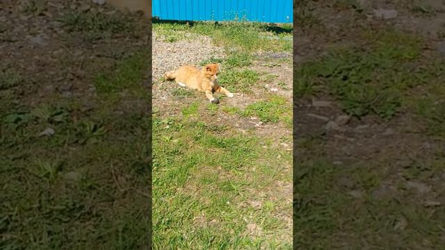 Добрый кот))! смотреть онлайн
