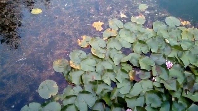 Лара Колясникова... Словно жёлтый листок опавший... Стихи смотреть онлайн