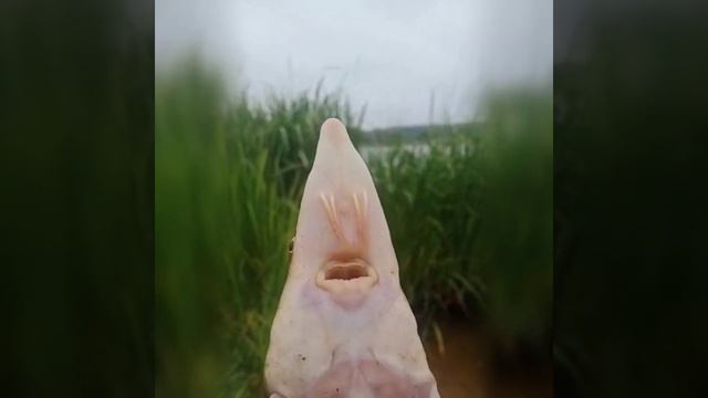 р.Волга. Недалеко от Калязина. 14.09.2022. смотреть онлайн